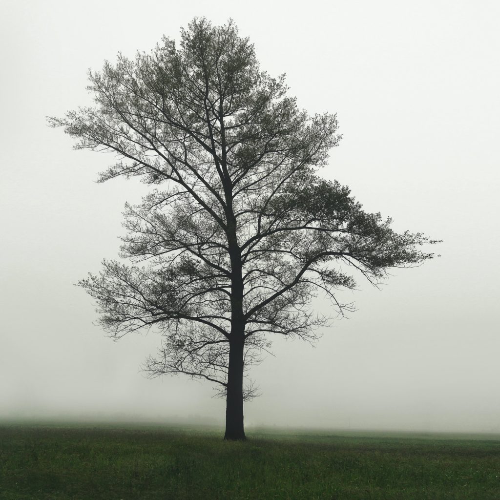 One tree in the field in the fog. One Single Lonely Tree in a Foggy Farm Field in the Morning Haze